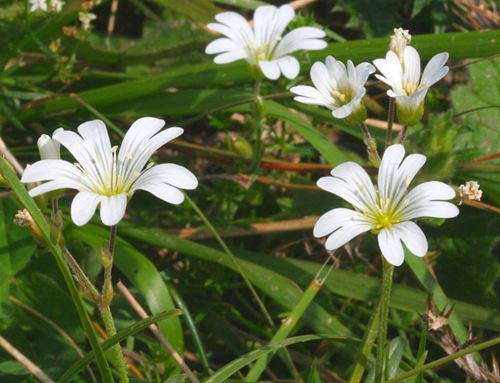 Cerastium alpinum